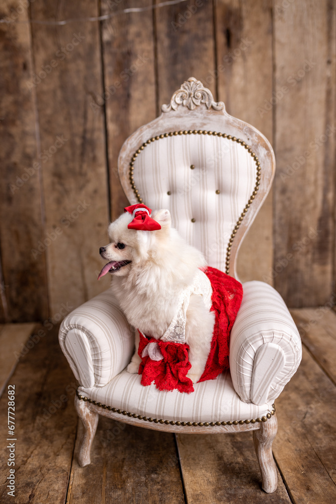 Obraz premium Lovely Pomeranian Spitz dog dressed up in a red dress, sitting on beautiful white chair