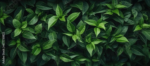  a close up of a green leafy plant with lots of leaves on the top and bottom of the plant.