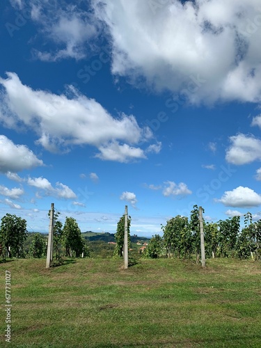 Vertical shot of a lush vineyard under the blue cloudy sky
