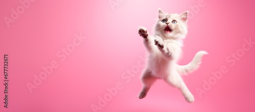 funny little cat flying ion the air isolated on a vibrant pink background. Horizontal wallpaper banner card, large copy space for text. 