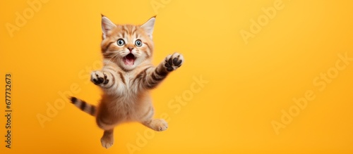 funny little cat flying ion the air isolated on a vibrant orange background. Horizontal wallpaper banner card, large copy space for text.  © XC Stock
