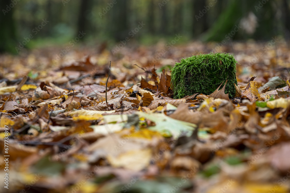 A small mossy tree stump in the forest. A small mossy tree stump in the forest.