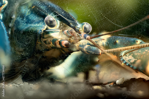 Blue moon crayfish in aquarium.