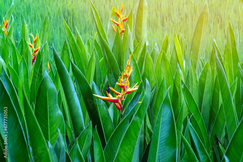 A parrots beak heliconia (heliconia psittacorum). Heliconia psittacorum or Heliconia Golden Torch or False Bird of Paradise Flower. Beautiful Exotic tropical flowers in garden with leaves background. photo