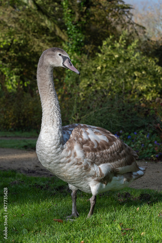 Full length portrait of a young mute swan (Cygnus olor)