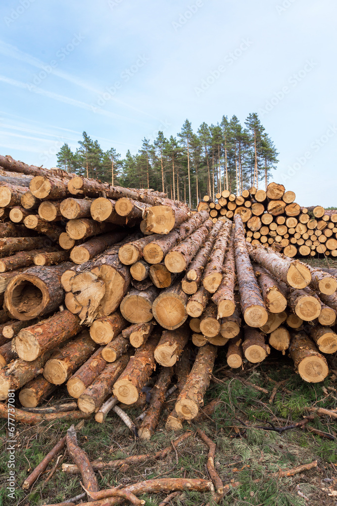 Deforestation, forest destruction. Timber harvesting. Pile, stack of many sawn logs of pine trees