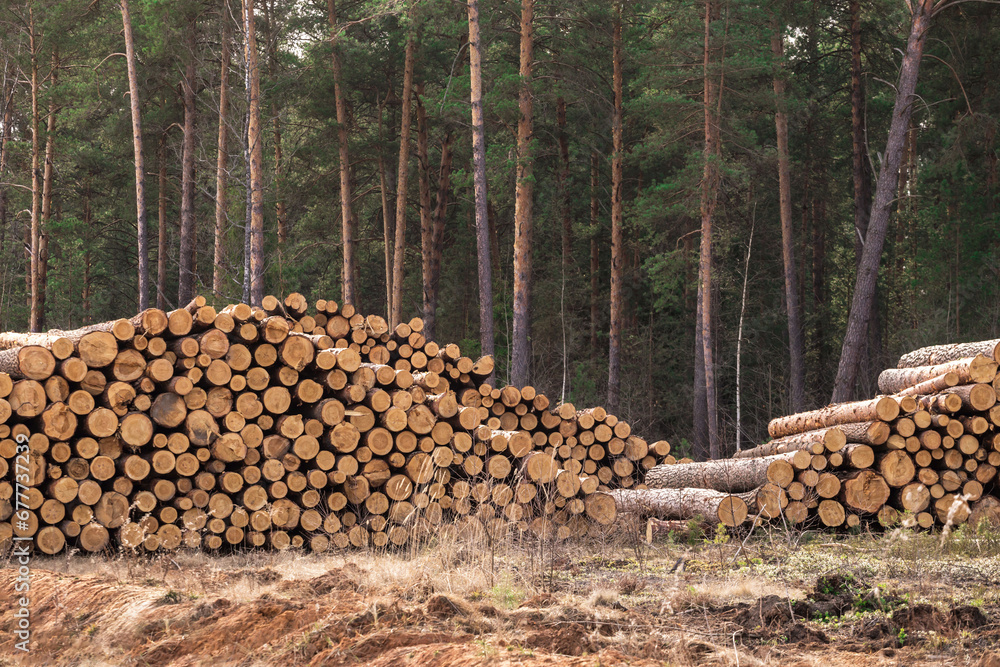 Timber harvesting. Firewood, deforestation, forest destruction. Cut down birch trees close up. Pile, stack of logs in forest