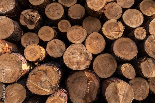 Lumber wood. Sawn cut trees  logs close up background texture. Firewood  deforestation  forest destruction