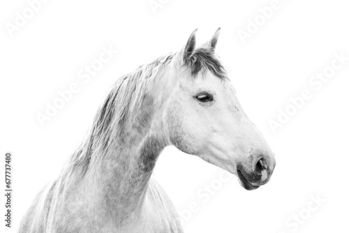 Beautiful white grey mare with a white background