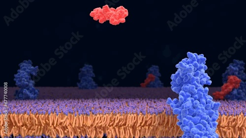 Semaglutide activating the GLP-1 receptor, leading to an activated complex with G-proteins