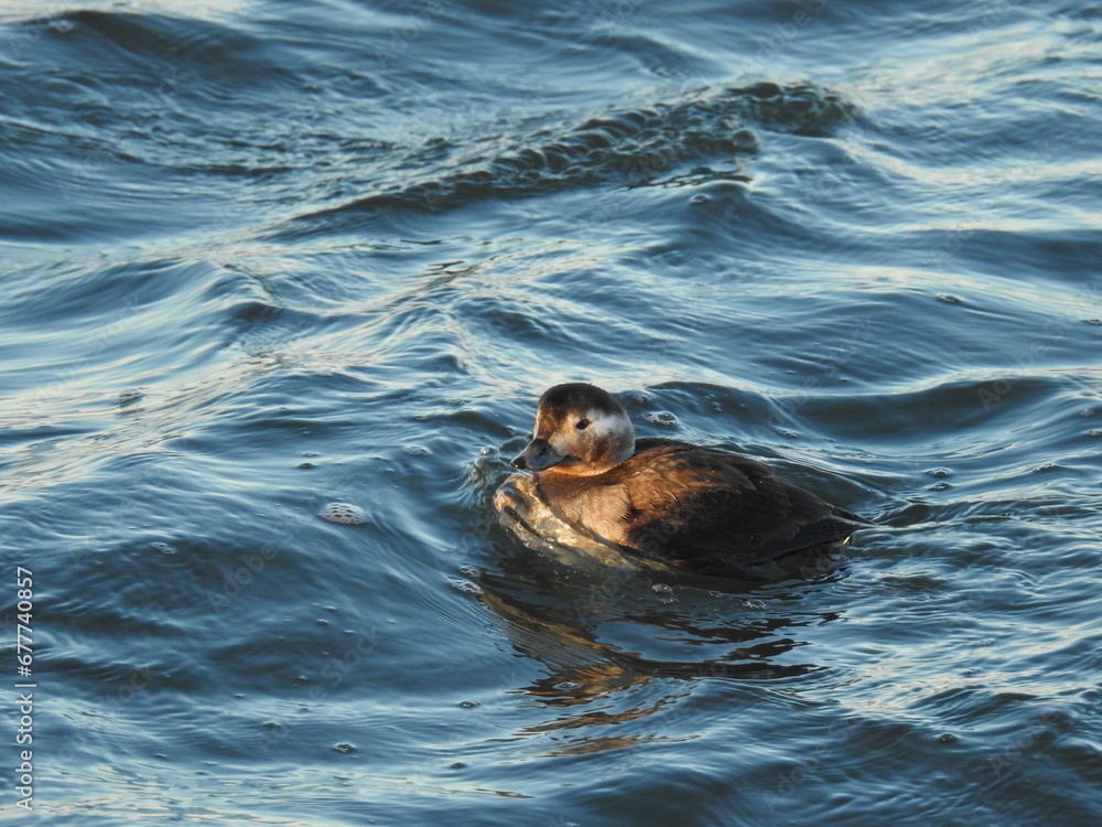 Fototapeta premium A female long-tailed duck swimming in the waters of the Barnegat Inlet, Ocean County, New Jersey.