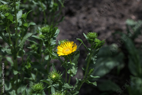 die Heilpflanze Grindelie - the herbal plant gumweed photo