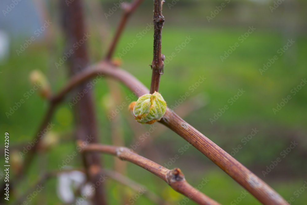 Leaves are blooming on grapes. Leaves are blooming on grapes.