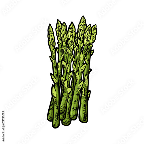 Asparagus plant food sketch color engraving hand drawn vector illustration. T-shirt apparel print design. Scratch board imitation. Black and white hand drawn image.
