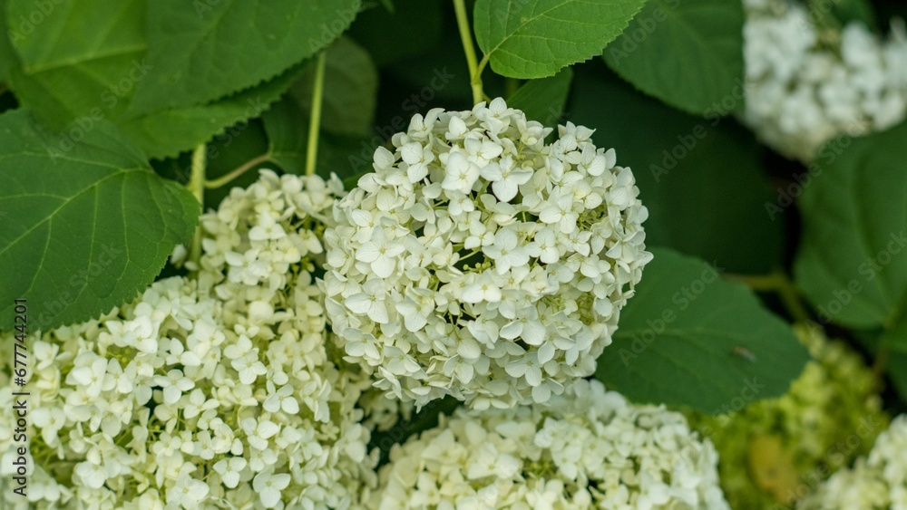 Closeup of Smooth hydrangea growing outdoors Closeup of Smooth hydrangea growing outdoors