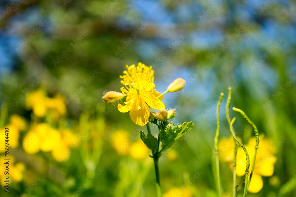 Obraz premium Yellow flower.