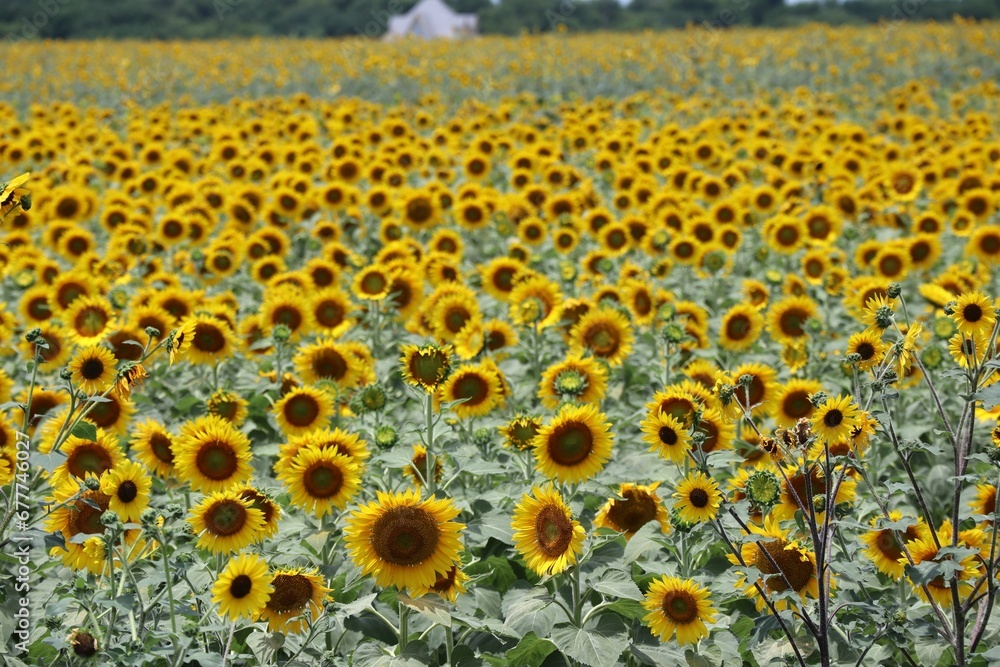 Obraz premium Beautiful view of a sunflower field.