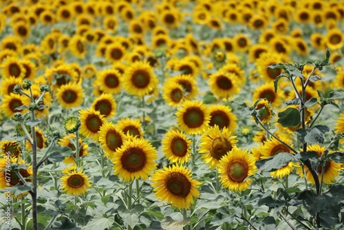 Beautiful view of a sunflower field.