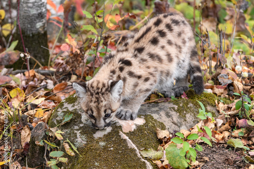 Cougar Kitten (Puma concolor) Sniffs at Top of Rock Autumn © geoffkuchera