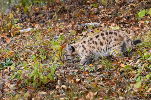 Cougar Kitten (Puma concolor) Sniffs While Walking Down Embankment Autumn © geoffkuchera