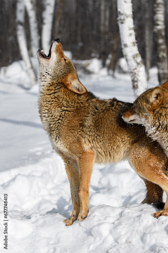 Naklejka premium Coyote (Canis latrans) Howling Second Sniffs Winter