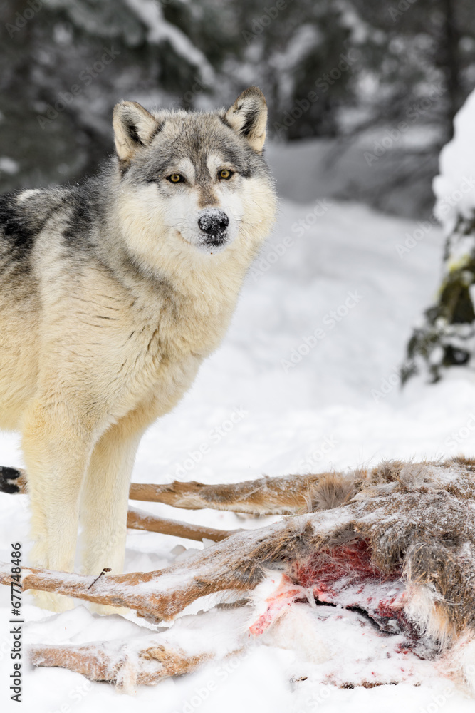Obraz premium Grey Wolf (Canis lupus) Stands Over Legs of Deer Carcass Winter