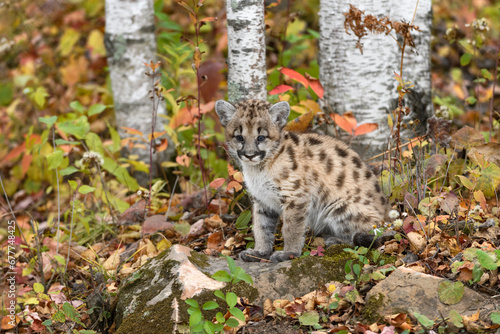 Cougar Kitten (Puma concolor) Sits in Front of Birch Trees Autumn