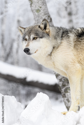 Grey Wolf  Canis lupus  Stands In Front of Trees Winter