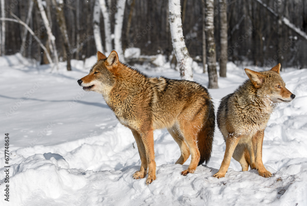 Coyotes (Canis latrans) Stand Back to Back Softly Howling Winter