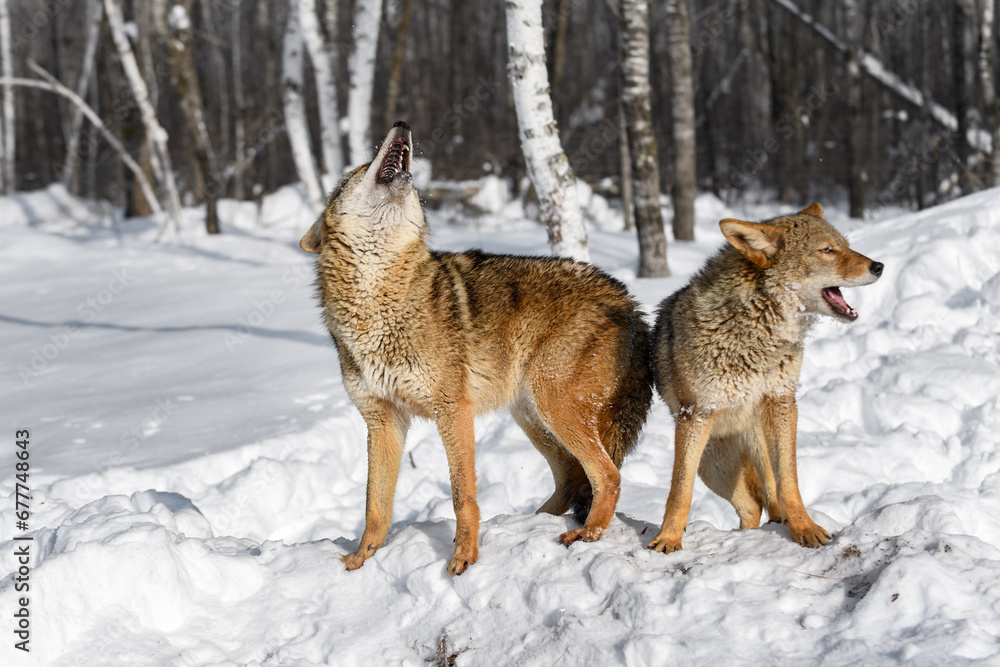 Coyotes (Canis latrans) Stand Back to Back Howling Winter Coyotes (Canis latrans) Stand Back to Back Howling Winter