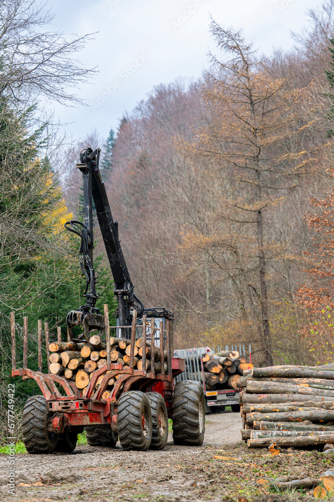 Specialized tractor forwarder folding wood in the forest. The Carpathians, Poland.