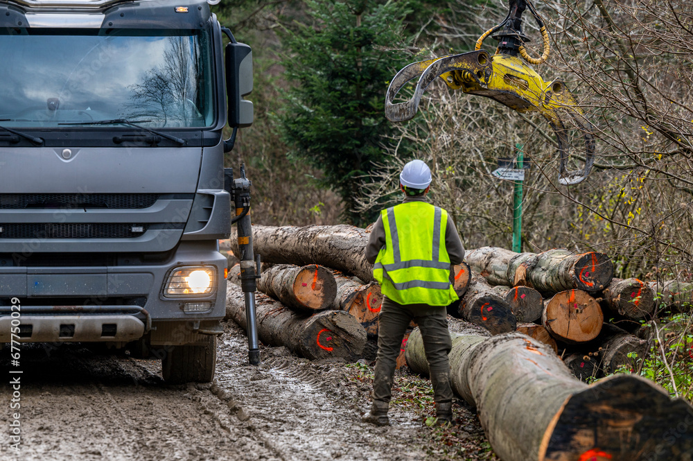A forester supervising the loading of logs onto a truck. Carpathian Mountains, Poland.