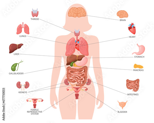 Human anatomy concept. Infographic poster with the internal organs of the female body. Respiratory, digestive, reproductive, cardiac systems. Banner, vector photo