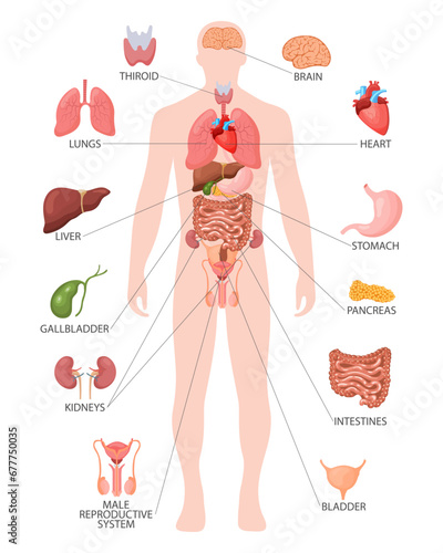 Human anatomy concept. Infographic poster with the internal organs of the male body. Respiratory, digestive, reproductive, cardiac systems. Banner, vector