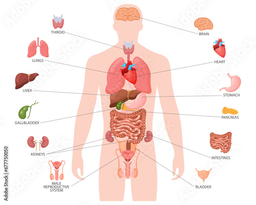 Human anatomy concept. Infographic poster with the internal organs of the male body. Respiratory, digestive, reproductive, cardiac systems. Banner, vector
