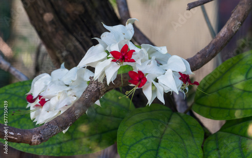 Detail of the white-red flower of the Clerodendron Thomson plant