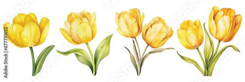 Set Of Yellow Tulip Watercolor Vector Illustration #677751652