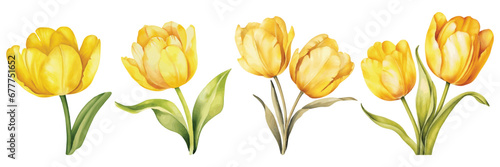 Set Of Yellow Tulip Watercolor Vector Illustration