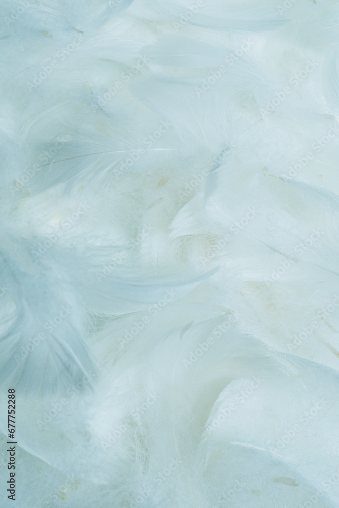 White soft feathers background. White soft feathers background.