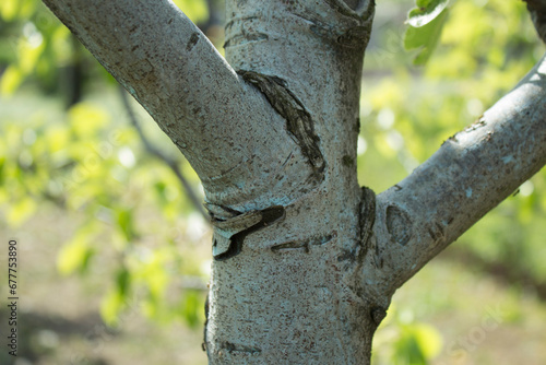 Cracked bark on a pear tree.