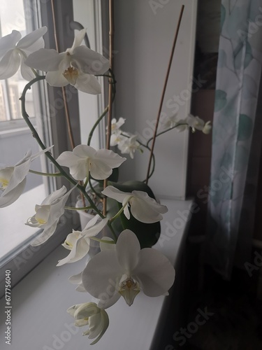 Large white flowers with a yellowish center.