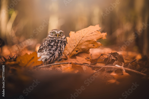 Little owl (Athene noctua) sitting on the grounf in autumn forest. Autumn forest in background. Little owl portrait. Owl sitting on dry leafs. photo