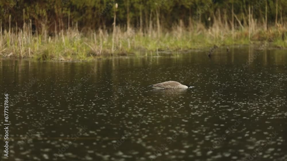 Goose swimming in a pond at the Frink Center in Ontario, Canada. Goose swimming in a pond at the Frink Center in Ontario, Canada.