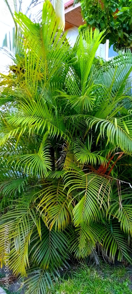 Palm seed growing in a farm. Palm seed growing in a farm.