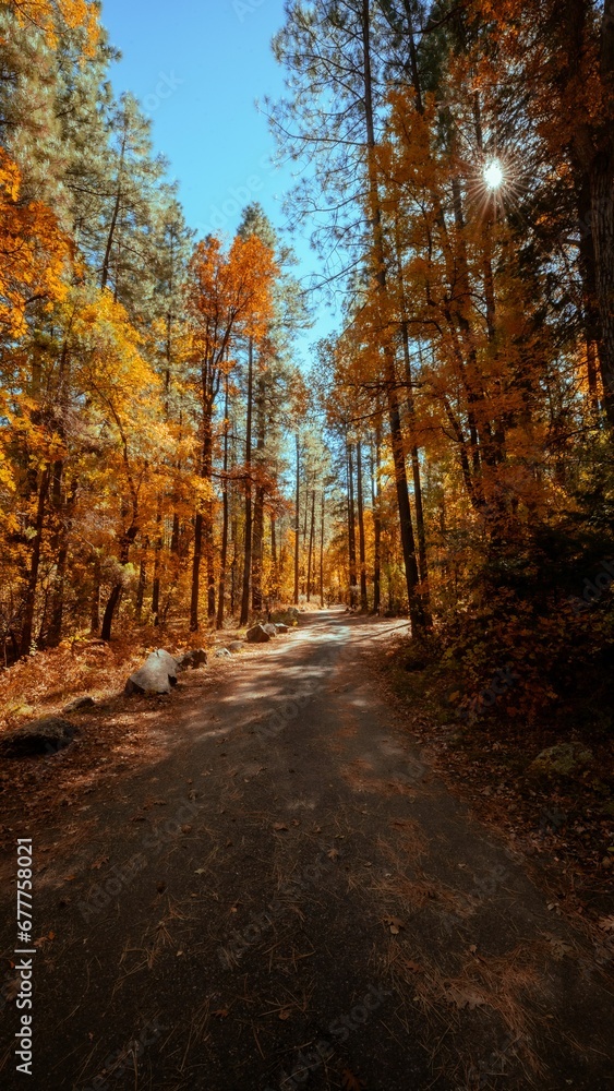 Vertical shot of the country road through the autumn trees in a forest