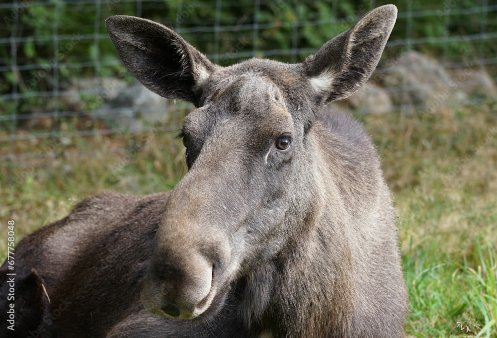 Portrait of a moose in a pasture