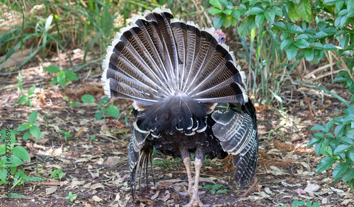 Capturing the majesty of a turkey as it strolls through the park, this image conveys serenity and exuberance. 