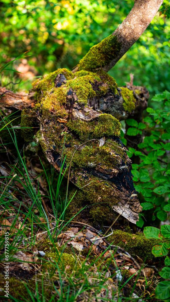 Obraz premium Tree with moss in forest
