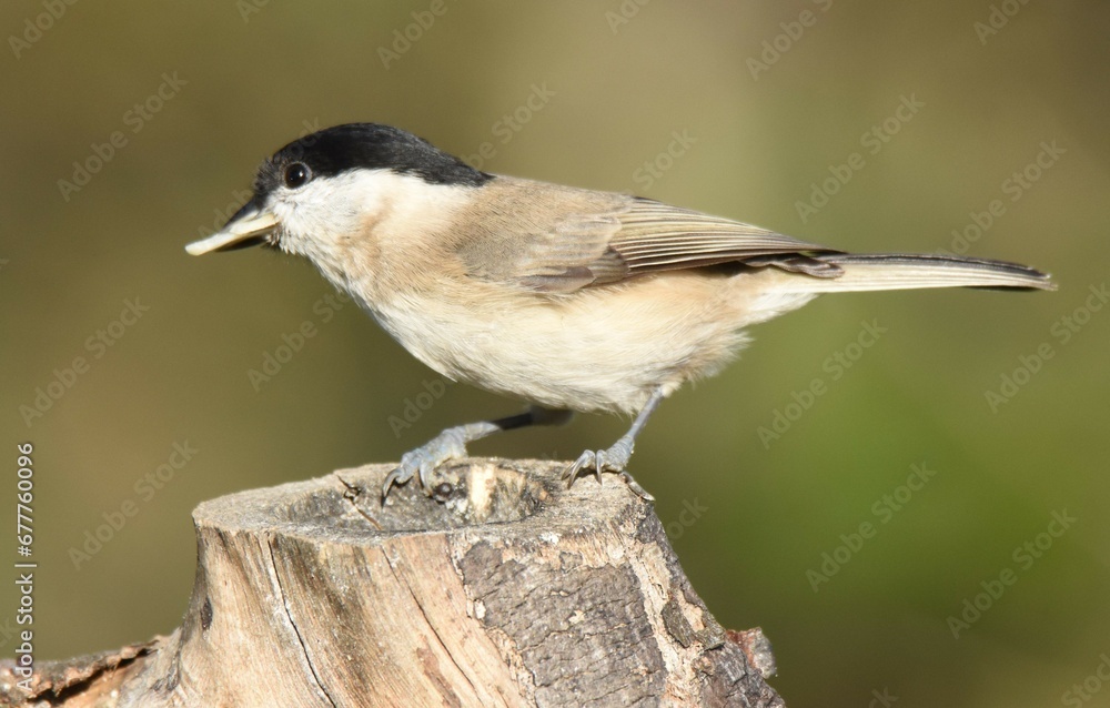 Obraz premium cincia