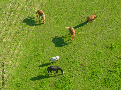 Aerial view of horses on a green meadow in a countryside area.